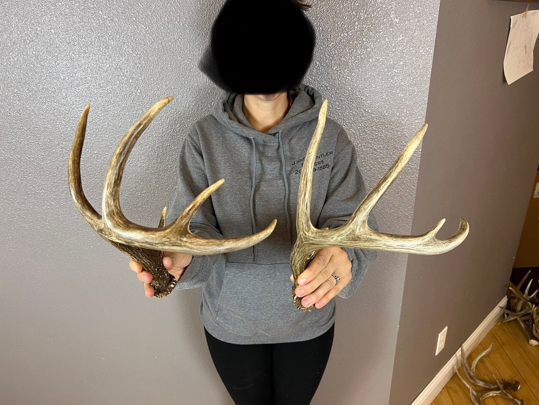 Two 5pt Whitetail Deer Antlers Sheds WILD IDAHO Horns Rustic Etsy