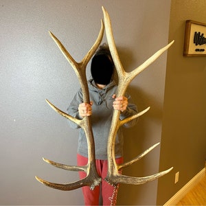 Matched Set 5x5 ELK ANTLER Sheds Wild Idaho Horn Deer Shed Moose Decor