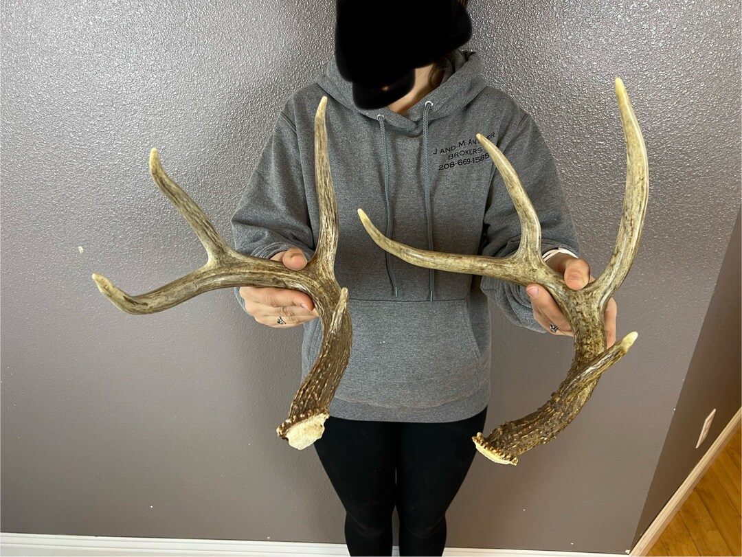 Two 4pt Whitetail Deer Antlers Sheds WILD IDAHO Horns Rustic Etsy