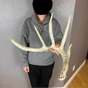 BIG Whitetail Deer 6pt Antler Shed Wild Horns Elk Decor Antlers Sheds Rustic Decor