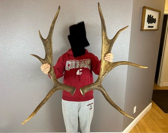 Moose Antler Shed SET Matched Horns Sheds Mount Carving Wild Idaho #1 Grade