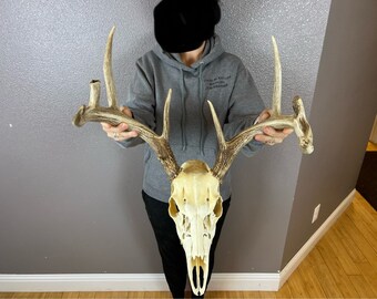 European REAL Skull Whitetail Deer Antlers Set Wild Idaho Horns Euro Mount 4x5