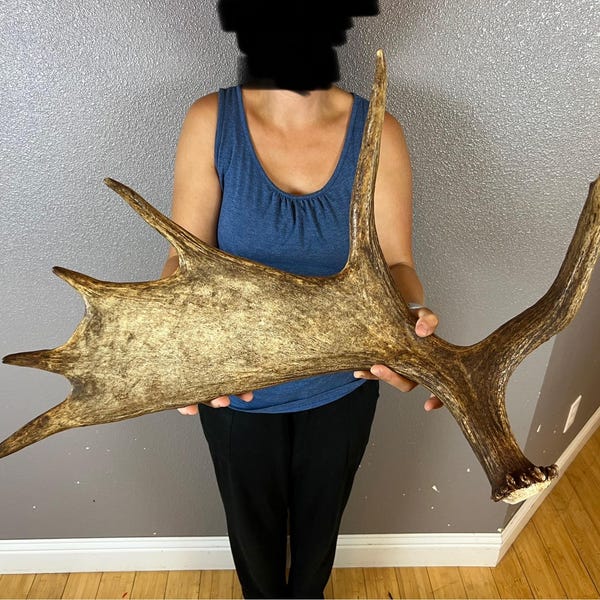 Moose Antler Shed Matched Horns Sheds Mount Carving Wild Idaho #1 Grade