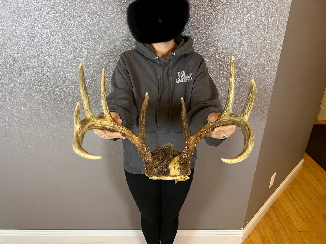 Real Whitetail Deer Antlers Set Wild Idaho 4x5 Horns Euro Etsy