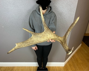 Moose Shed Antler Horn Carving Wild Idaho Wedding Decor