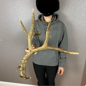 Mule Deer 13pt Antler Cut Wild Horns Elk Decor Antlers Cut Rustic Decor