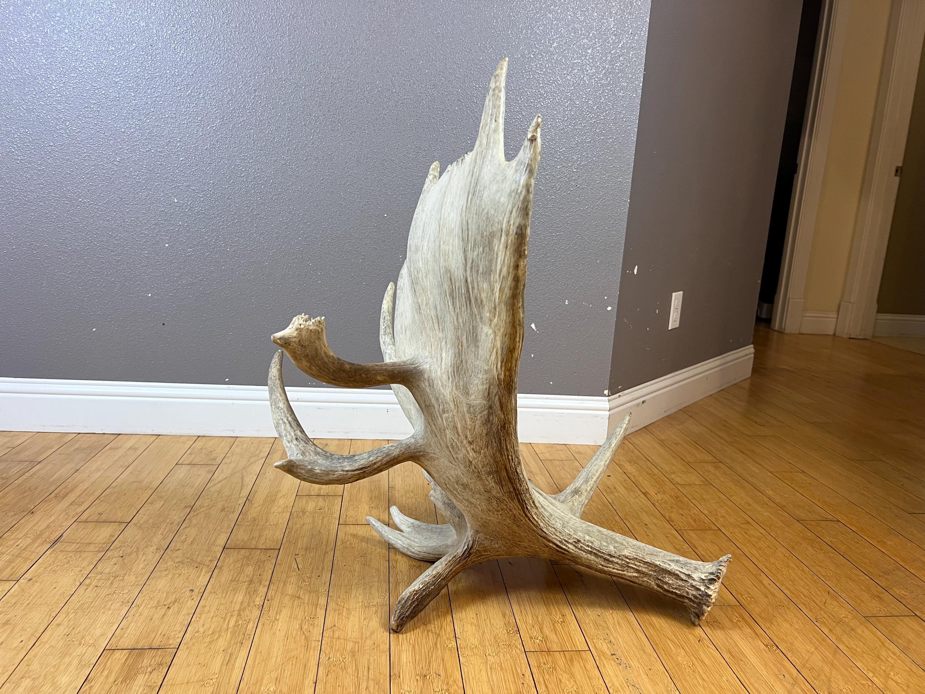Big Freak Non-typical Alaskan Moose Antler Shed Matched Horns Sheds