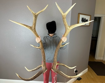 Matched Set BIG 6x6 ELK ANTLER Sheds Wild Idaho Horn Deer Shed Moose Decor