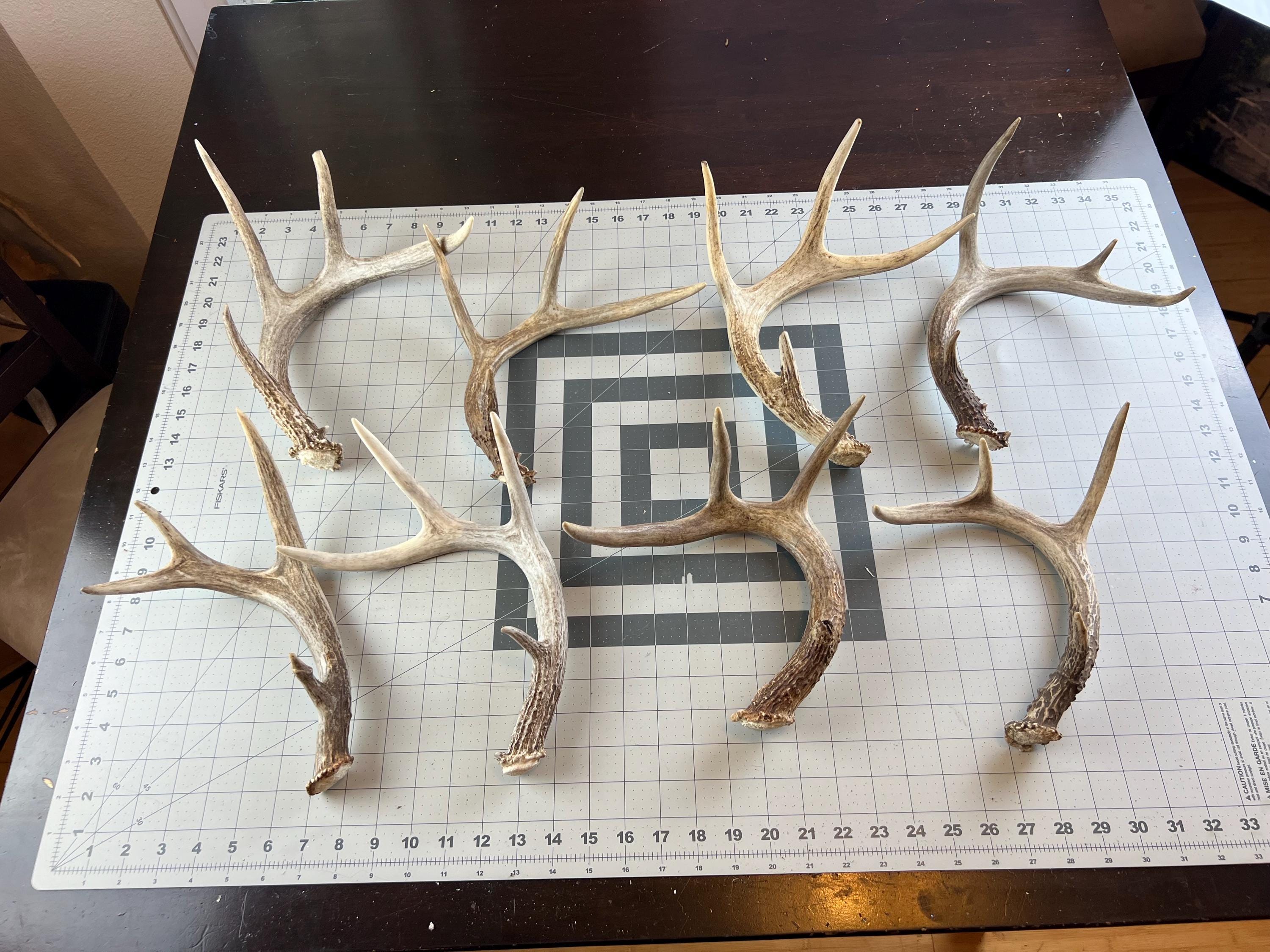 8 Whitetail Deer Antler Sheds: Wild Idaho Horns, Rustic Decor - Etsy