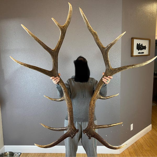 May include: Large, naturally shed elk antlers, displayed against a gray wall. The antlers are a rich brown color with multiple tines, showcasing their impressive size and natural texture. A unique home decor item.