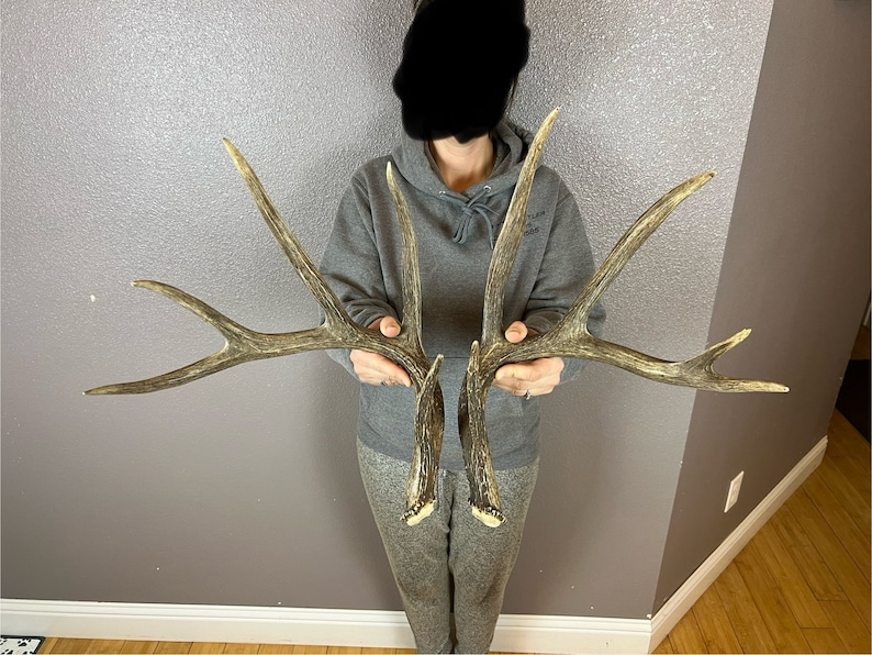 Antler Rattle Matched Set BIG Whitetail Deer Antlers Sheds 5x5 Wild Idaho Horns 157 ...