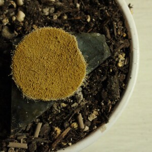 May include: A close-up shot of a potted plant with a round, tan, textured object resting on a dark green stone. The plant is in a white ceramic pot, surrounded by dark soil and small pebbles.