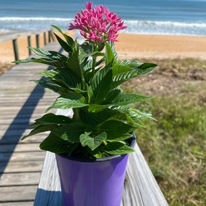 LIVE Pentas, Pink Pentas Lanceolata, 4” nursery pot, 6” modern black planter, pet friendly plants, Special occasion gifts, Valentine’s Day