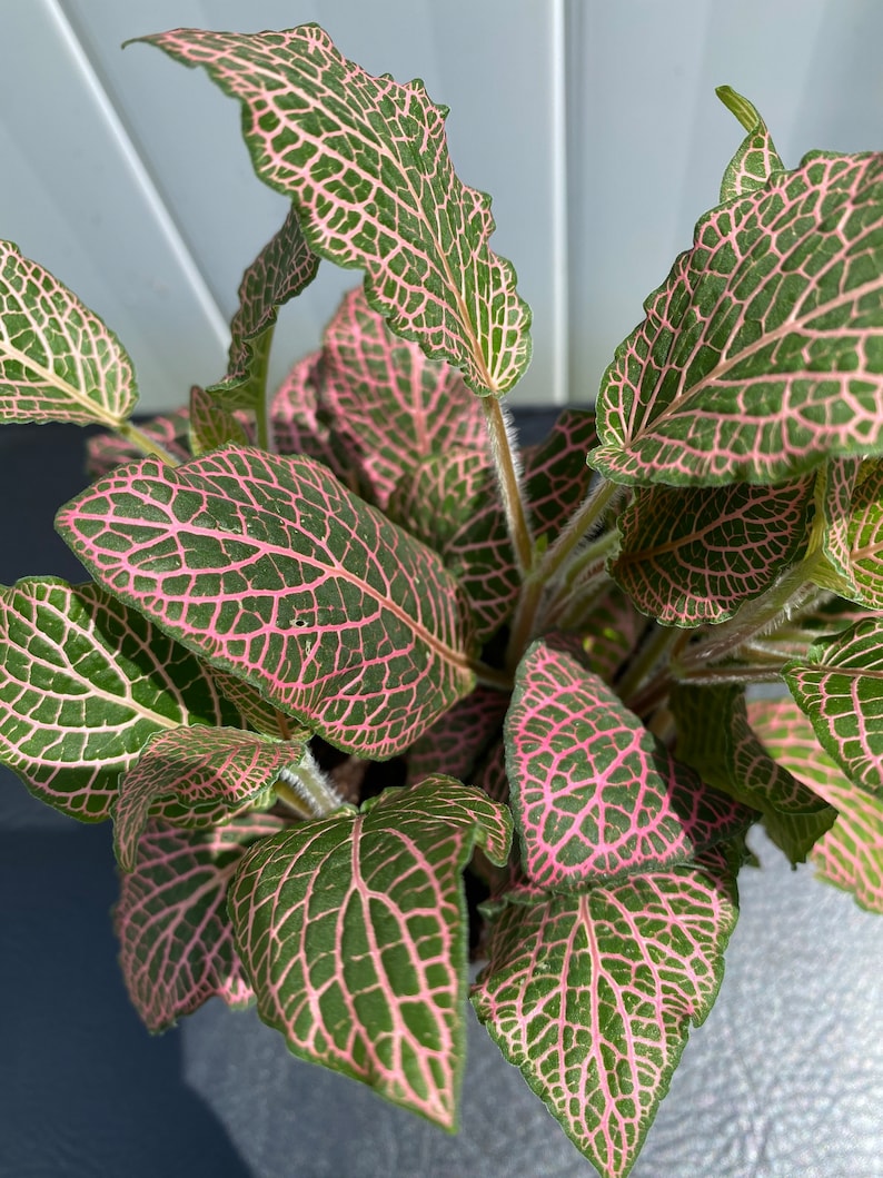 LIVE Fittonia, non-toxic pet-safe plant, Fittonia argyroneura, nerve plant, easy growing, rare plant, 4 inch pot image 2