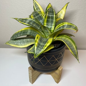 May include: A snake plant with green and yellow striped leaves in a black ceramic pot with a geometric design. The pot sits on a small, natural wood plant stand. The plant has long, pointed leaves.