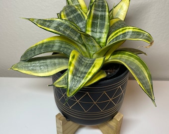 Sansevieria Sp Mecufi Mozambique Medium Size Rare Snake Plant - Etsy