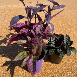 May include: Three potted plants with vibrant purple and green foliage sit on a sandy beach. The plants vary in leaf shape and color, with one in a purple pot and another in a black pot. The ocean is visible in the background.