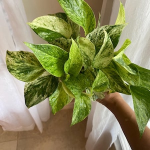 LIVE Marble Queen Pothos, Live Pothos, Epipremnum Aureum Variegated Houseplant, Easy Care Plant, Indoor Trailing Plant, 4 inch pot