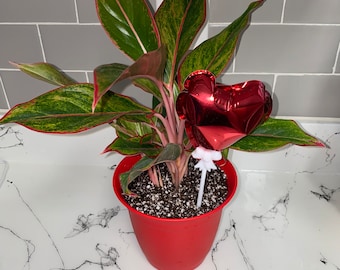 Live Aglaonema Plant | Red Chinese Evergreen | Mother’s Day Gift | Live Indoor Plant | Tropical Houseplant | Air Purifying Houseplant