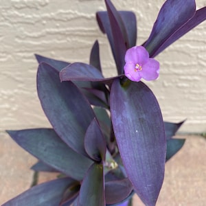 LIVE Tradescantia Pallida, Purple Queen, Exotic Houseplant, Purpurea, 4” nursery pot