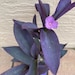 see more listings in the Live Plants section