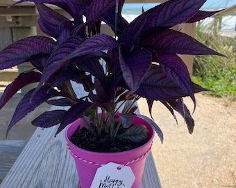 Live Persian Shield Strobilanthes Gift Set, Royal purple plant, 5” planter, Thinking of you, Tropical Houseplant, Mother’s Day Gift