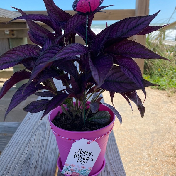 Live Persian Shield Strobilanthes Gift Set, Royal purple plant, 5” planter, Thinking of you, Tropical Houseplant, Mother’s Day Gift