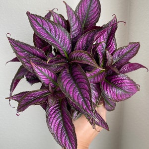 Purple Persian Shield Plant, Royal Purple Plant, Strobilanthes Dyerianus, Pet Friendly, 4” nursery pot, Indoor Houseplants