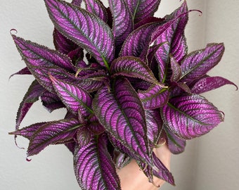 begonia plants for sale Hardy Begonia | Begonia grandis 'Heron's Pirouette' | Pink | Zone 6-9 | Partial Shade main image 1