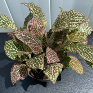 LIVE Fittonia, non-toxic pet-safe plant, Fittonia argyroneura, nerve plant, easy growing, rare plant, 4 inch pot image 3