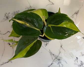 Live Philodendron Brasil | Heart Shaped Leaves | Philodendron Scandens | Variegated Heart Shaped Philodendron Easy Care Tropical Houseplant