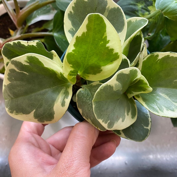 Live Peperomia Obtusifolia Variegata, Variegated Baby Rubberplant, 4” nursery pot