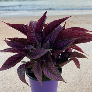 LIVE Persian Shield, Royal Purple Plant, Strobilanthes Dyerianus, Pet Friendly, Dark Royal Purple Persian shield, 4” Mother’s Day Gifts