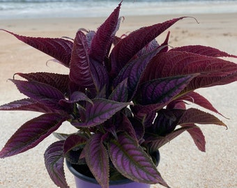 LIVE Persian Shield, Royal Purple Plant, Strobilanthes Dyerianus, Pet Friendly, Dark Royal Purple Persian shield, 4” Mother’s Day Gifts