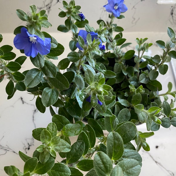 Live Dwarf Morning Glory Plant, Blue Flowers, 4” nursery pot