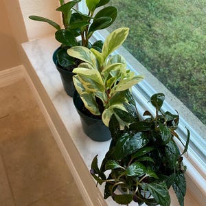 Pet Friendly Mystery Plant Set | Pet Safe Houseplant Mystery Bundle Box | 4” pots