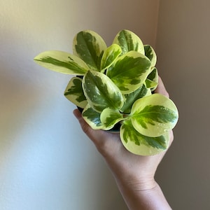 Sweet And Sour Peperomia