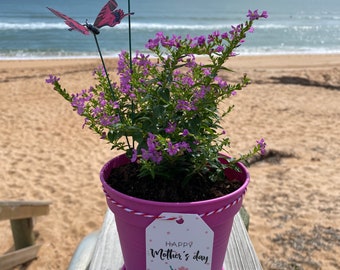 Live Mexican Heather Gift Plant, Birthday gift, Get Well Soon, Thinking of you gift, Special occasion gift