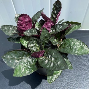 LIVE Purple Waffle Plant, pet friendly plant, purple plant, rare tropical plant, 4.8 inch pot