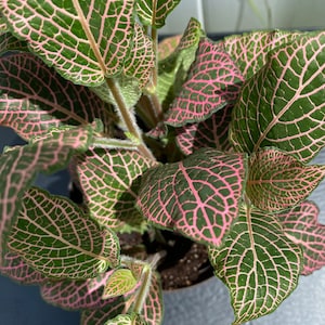 LIVE Fittonia, non-toxic pet-safe plant, Fittonia argyroneura, nerve plant, easy growing, rare plant, 4 inch pot image 1