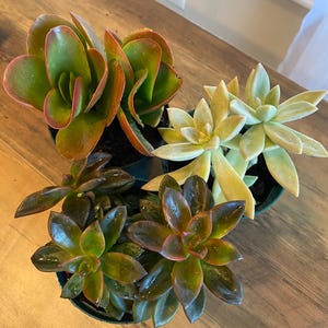 Mystery Succulent Set 3 Pack | Live Succulents in 4” pots