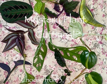 Plant Node Cuttings for Propogation | Variety of Mystery Plant Cuttings | Unrooted Cuttings | Plant Mystery Box Pothos Hoya Monstera Plants