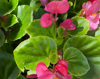 Wax Begonia Green Leaf Begonia Blooms | White Flowers Red Flowers Pink Flowers | Mother’s Day gifts | Live Tropical Houseplant