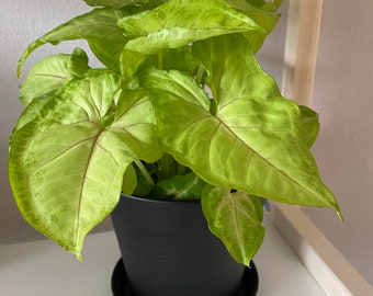 White Butterfly Arrowhead Plant | Syngonium podophyllum | 6” black planter | Live Tropical Houseplant