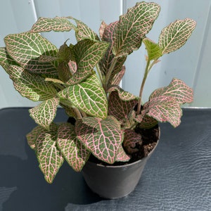 LIVE Fittonia, non-toxic pet-safe plant, Fittonia argyroneura, nerve plant, easy growing, rare plant, 4 inch pot image 4