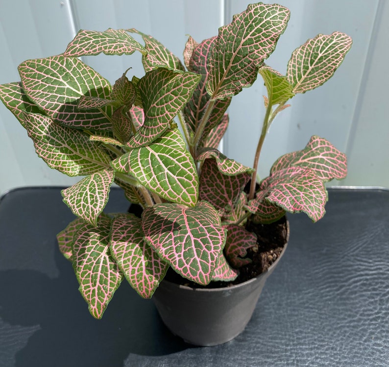 LIVE Fittonia, non-toxic pet-safe plant, Fittonia argyroneura, nerve plant, easy growing, rare plant, 4 inch pot image 4