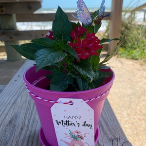 Live Red Pentas Lanceolata gift set, Happy birthday gift, gifts for her, special occasion gift plant, Valentine’s Day