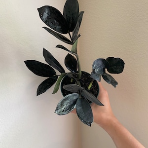 May include: A black ZZ plant with dark green leaves in a black plastic pot. The plant is being held by a hand.