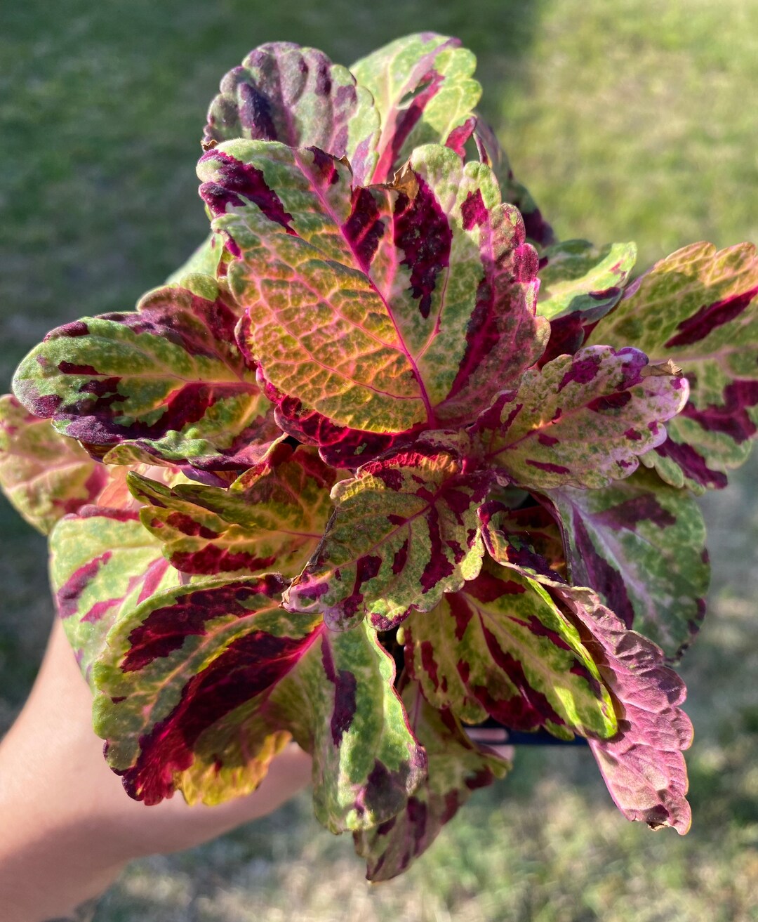 Live Coleus Plant – Rooted, Rare Green & Purple Tropical – 2 Plants, Great Gift