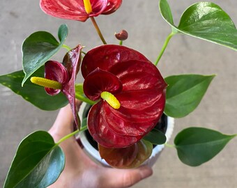 Red Anthurium, Flamingo Lily, Tropical Houseplant, Mother’s Day gift live plant, 4” pot